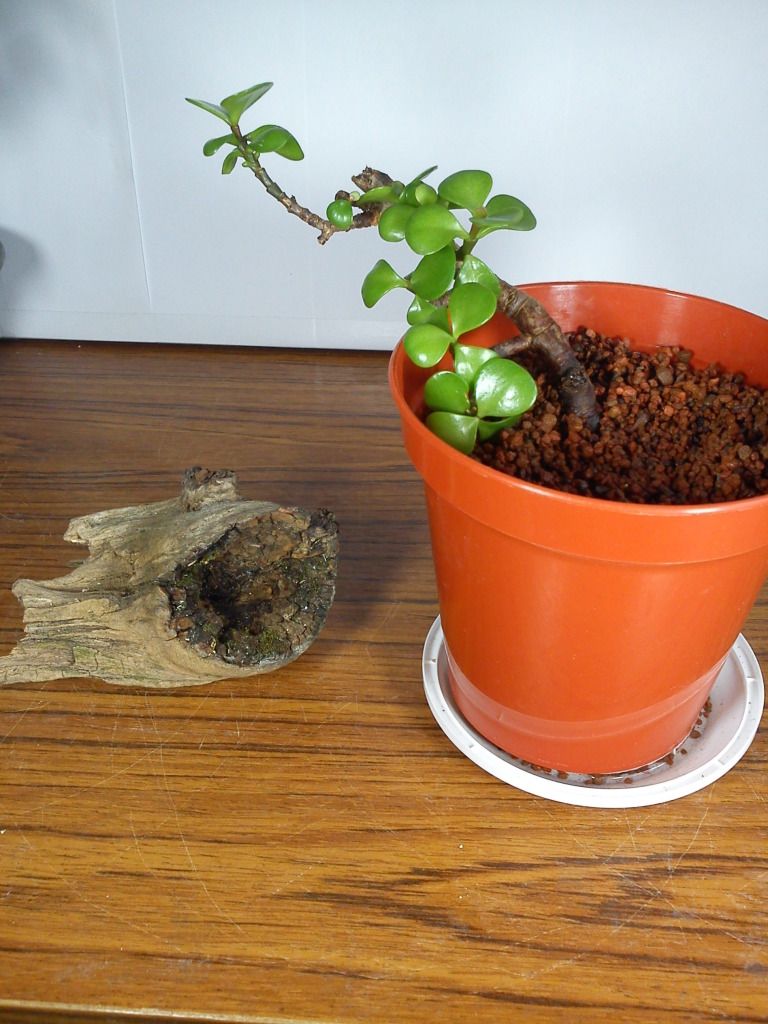 Wee Trees Bonsai Help Forum Advice for all • View topic Portulacaria afra cascade restyle help
